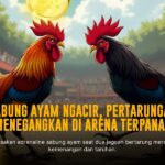 Menguak Rahasia Ayam Bangkok di Dunia Sabung Ayam SV388