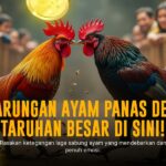 Strategi Jitu Taruhan Sabung Ayam SV388 untuk Pemula