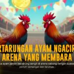 Dominasikan Arena Sabung Ayam SV388 dengan Jenis Ayam Bangkok