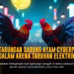 Mengenal Jenis Ayam Bangkok dalam Sabung Ayam SV388
